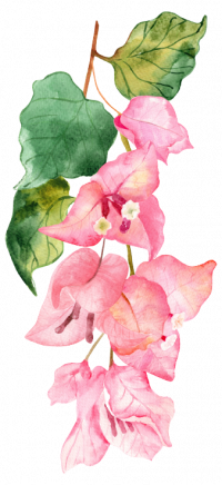 FLOWER1-removebg-preview